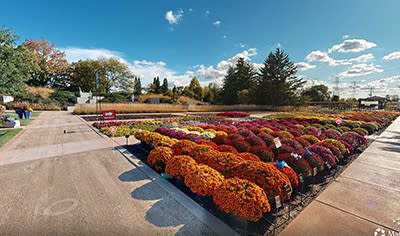 Gorgeous landscape view of the mums at the Ball Seed Ball for Fall Event