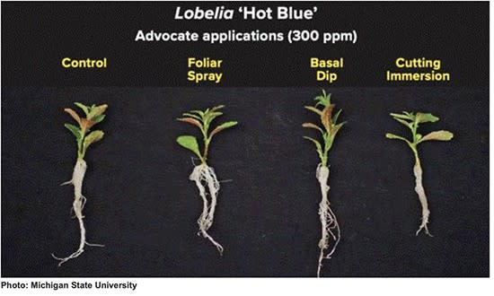Rooting Hormone Application and Moisture Management