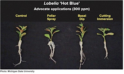 Rooting Hormone Application and Moisture Management