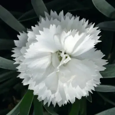 Dianthus SuperTrouper White bloom