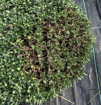 Botrytis Management for Maturing Mums