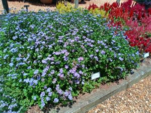 Award Winners Include Ball Seed at UGA Trial Gardens
