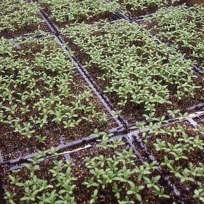 soil PlantMarvel-Nutriculture-Guide rev-3