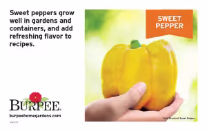Sweet Pepper Bench Card