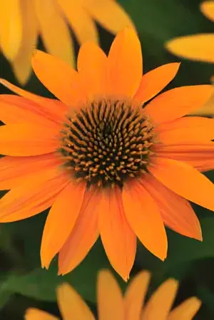 Perennials index photo