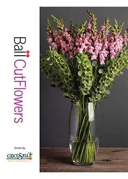 Ball Cut Flowers grown by Gro 'n Sell