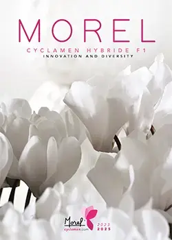 Morel Cyclamen 2023-2025