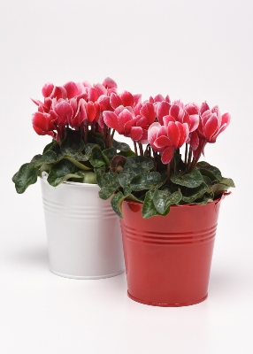 White and red buckets filled with little red flowers