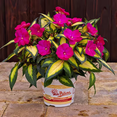 SunPatiens Impatiens photo