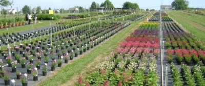 Where to Go For the Best Plant Trials
