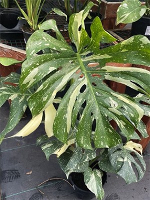Monstera plant