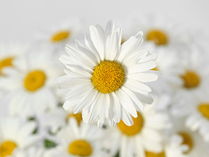 Visit Kieft Seed In The Gardens At Ball