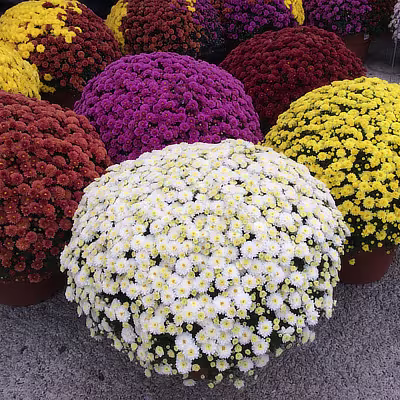 Garden Mums