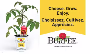 Vegetables lrg banner #2