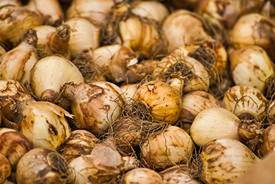 Image by McRonny from Pixabay - flower bulbs