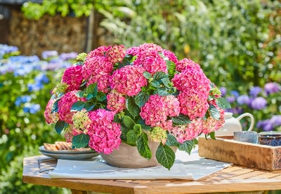 Pink flowers in a pot on top of an outdoor table