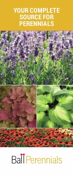 perennials brochure