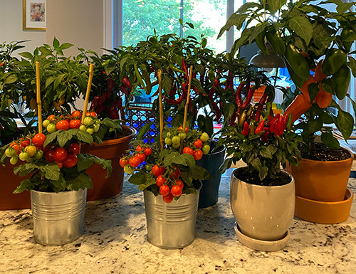 Introducing Kitchen Minis