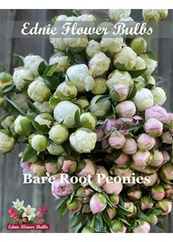 Peony Ednie Flower Bulbs