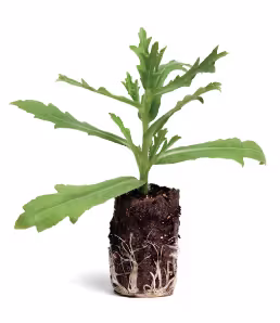 Perennials Plug photo