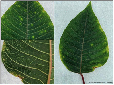 Three pictures of Poinsettia bracts, dark green with mottled chartreuse and rust colors.
