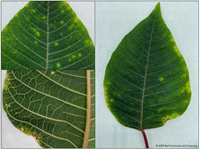 Three pictures of Poinsettia bracts, dark green with mottled chartreuse and rust colors.