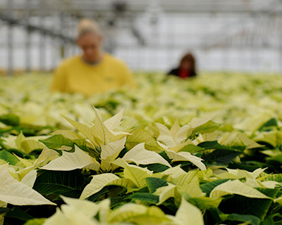 white poinsettias in production