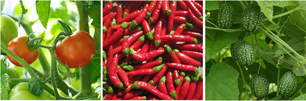 These New Burpee Vegetables Will WOW Gardeners