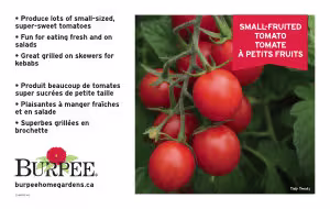 Tomato - Small Fruit Benchcard