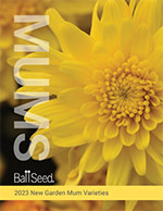 Garden Mum New Variety Brochure Is Here