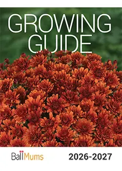 2026-2027 Ball Mums Growing Guide