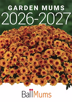 Ball Mums Catalog 2026-2027