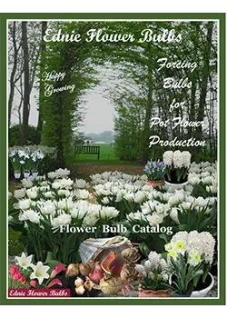 Ednie Flower Bulbs Pot Forcing Production