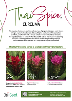 Thai Spice Curcuma sell sheet
