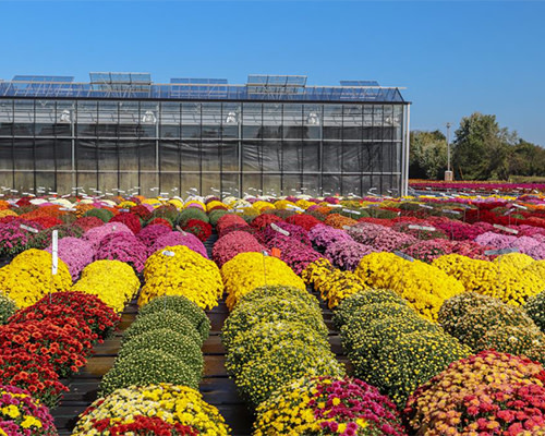 Ball Seed garden mum kickoff
