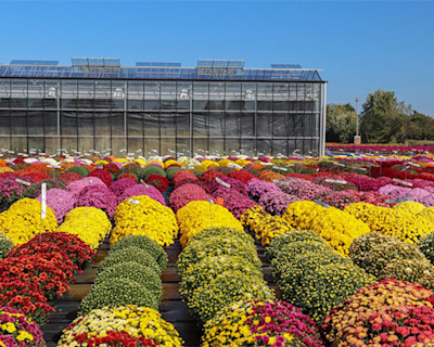 Ball Seed garden mum kickoff