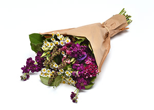 FREE 2-Part Webinar Series on Cut Flowers