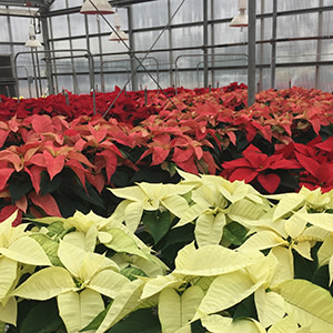Handling hot Poinsettia cuttings