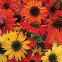 Echinacea Cheyenne Spirit