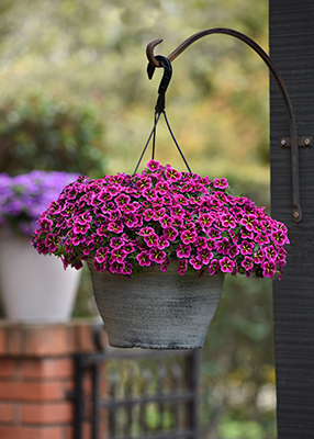 Cabaret® Good Night Kiss Calibrachoa in a hanging basket