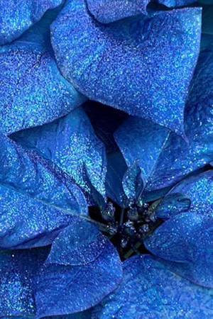 glittery blue fantasy colors poinsettia