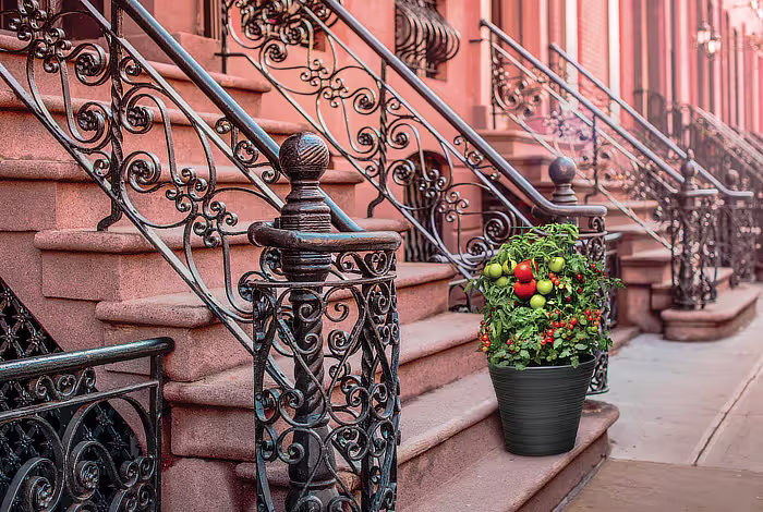 Burpee tomatoes on steps