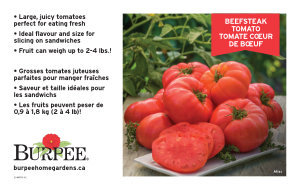 Tomato Beefsteak Benchcard