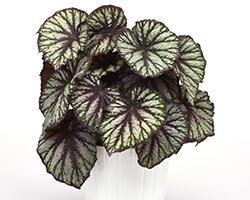  Introducing More Jurassic Begonias