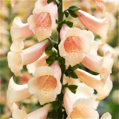 Digitalis Dottie Peach bloom shot
