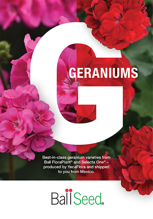 cover of the 2026 Geraniums brochure