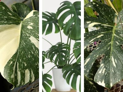 What to Know About Ferns and Tropicals