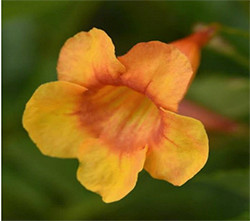 Orange flower bloom