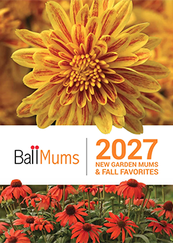 Cover of Ball Mums 2027 New Varieties Catalog 