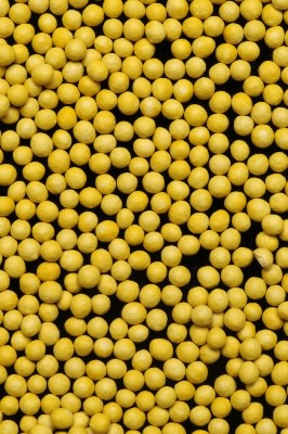 Planting Pelleted Seed (Video)
